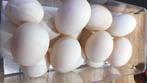Loopeenden eieren bevrucht, Hobby en Vrije tijd, Overige Hobby en Vrije tijd, Nieuw, Ophalen