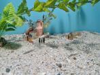 Microgeophagus Ramirezi dwergcichliden, Dieren en Toebehoren, Vissen | Aquariumvissen, Vis, Zoetwatervis