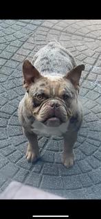Schattige (3 Colour Micro Pocket Bully) Mix, Dieren en Toebehoren, CDV (hondenziekte), 1 tot 2 jaar, Teef, Bulldog