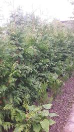 Haagconiferen Thuja  plicata, Ophalen, Bloeit niet, Overige soorten, Halfschaduw