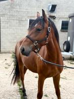 Lieve, jonge pony’s, Dieren en Toebehoren, E pony (1.48m - 1.57m), Niet van toepassing, 0 tot 2 jaar, Gechipt