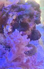 Zeeaquarium Kenia boom capnella, Dieren en Toebehoren, Ophalen, Gevuld zeewateraquarium