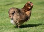 Araucana kippen., Dieren en Toebehoren, Pluimvee, Vrouwelijk, Kip