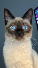 Thaise Siamees Dekkater Gezocht!, 0 tot 2 jaar