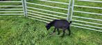 Te Koop: jong actief en gezond dwergbokje zwart, Dieren en Toebehoren, Schapen, Geiten en Varkens, Mannelijk, Geit, 0 tot 2 jaar