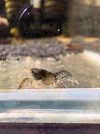 Cambarellus diminutus – dwergkreeftjes | Aquaria Pura, Dieren en Toebehoren, Vis