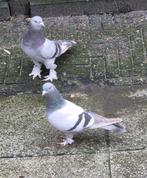 Takla Duiven  oyun kusu