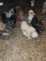 USA broedeieren, Geslacht onbekend, Kip