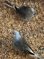 Gratis op te halen 2 diamant duifjes, Dieren en Toebehoren, Vogels | Overige Vogels