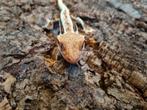 Wimpergekko
Correlophus ciliatus
Nk 23 vrouw lily white, Hagedis