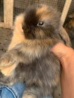 4 baby hangoor konijntjes zoeken nieuw thuis, Dieren en Toebehoren, Konijnen, Meerdere dieren, Hangoor