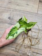 Syngonium Three Kings, Ophalen of Verzenden, Halfschaduw, Minder dan 100 cm