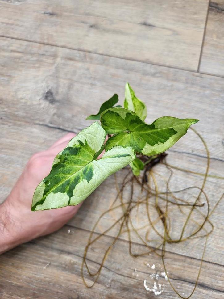 Syngonium Three Kings, Huis en Inrichting, Kamerplanten, Minder dan 100 cm, Halfschaduw, Ophalen of Verzenden