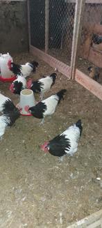 Lakenvelder haan, hanen, Dieren en Toebehoren, Pluimvee, Mannelijk, Kip