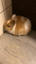 Baby konijnen, Dieren en Toebehoren, Knaagdieren, December, Meerdere dieren, Overige typen