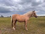Welshkruising palomino en shetlander te koop, beiden merries, Dieren en Toebehoren, Pony's, Merrie, Zadelmak, A pony (tot 1.17m)