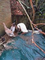 Loopeenden, Meerdere dieren, Eend