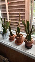 Cactussen, Ophalen, Halfschaduw, Minder dan 100 cm