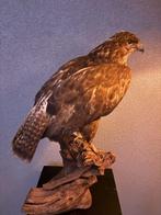 Opgezette Buizerd – Majestueus & In Topstaat, Ophalen, Zo goed als nieuw, Vogel, Opgezet dier