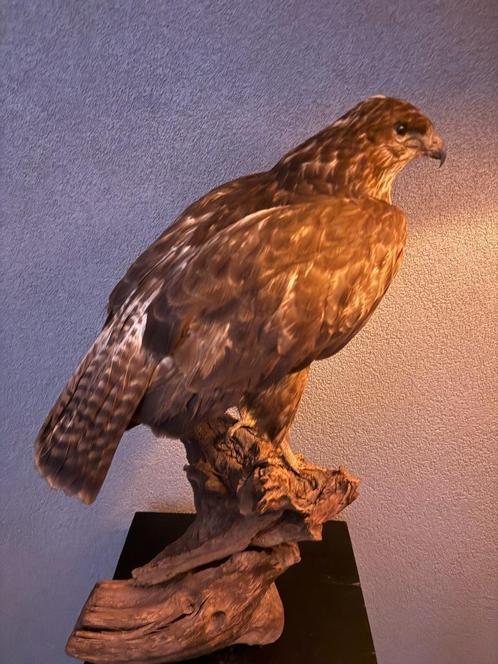 Opgezette Buizerd – Majestueus & In Topstaat, Verzamelen, Dierenverzamelingen, Zo goed als nieuw, Opgezet dier, Vogel, Ophalen