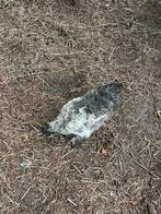 Zuidehoender hanen, Dieren en Toebehoren, Vogels | Duiven, Mannelijk