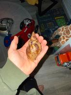 Lis achatina reticulata (wit lichaam), 0 tot 2 jaar