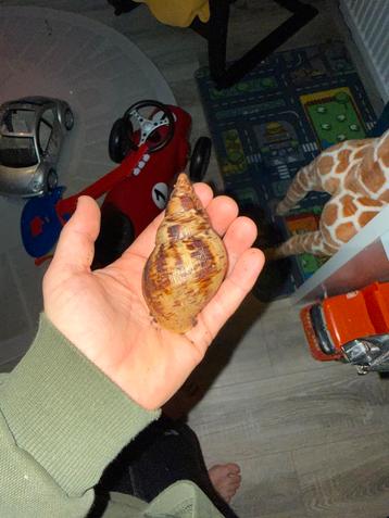 Lis achatina reticulata (wit lichaam) beschikbaar voor biedingen