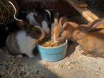 Jonge dwerg konijnen, Meerdere dieren, Dwerg