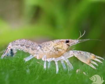 Dwergkreeftjes Cambarellus diminutus  beschikbaar voor biedingen