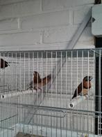 Bruinborst rietvinken, Mannelijk, Tropenvogel, Geringd