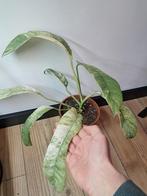 Epipremnum giganteum variegata, Ophalen of Verzenden, Halfschaduw, Minder dan 100 cm