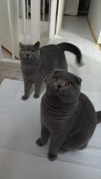 Britse kort haar, Dieren en Toebehoren, Katten en Kittens | Overige Katten, Poes