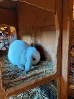 3 jonge Hangoor konijntjes, Dieren en Toebehoren, Konijnen, Meerdere dieren, Klein, Hangoor, 0 tot 2 jaar