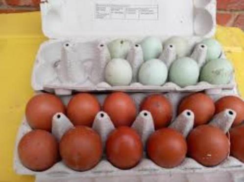 Marans kippen., Dieren en Toebehoren, Pluimvee, Kip, Vrouwelijk