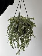 Dischidia Ruscifolia Variegated, Huis en Inrichting, Ophalen