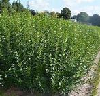 Ligustrum Ovalifolium (ligusterhaag) 80/100 2 jarig wortel, Ophalen, Overige soorten, Halfschaduw
