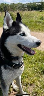 Siberische husky van 2,5 jaar dekreu NIET TE KOOP, Rabiës (hondsdolheid), Reu, 1 tot 2 jaar, Meerdere