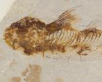 D012 Fossiele vis uit Amerika van 8 cm lengte, Verzenden, Fossiel