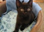 Kleine Kittens, Dieren en Toebehoren, Katten en Kittens | Overige Katten, Meerdere dieren, Kortharig, 0 tot 2 jaar