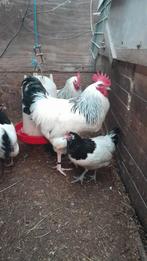Mooie haan Sussex Columbia, Dieren en Toebehoren, Pluimvee, Mannelijk, Kip