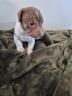 Jack russel pup, Dieren en Toebehoren, Honden | Jack Russells en Terriërs, Jack Russell Terriër, Reu, CDV (hondenziekte), 8 tot 15 weken