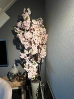 Bloesemboom zachtroze in witte pot, 1.90m, Ophalen, Zo goed als nieuw, Binnen