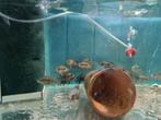 Green Terror Cichliden, Aequidens Rivulatus, Dieren en Toebehoren, Vissen | Aquariumvissen, Vis, Zoetwatervis