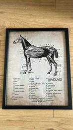 Anatomie drieluik paard 53x43, Ophalen of Verzenden, Zo goed als nieuw