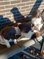 Friese stabij pups, Overige rassen, CDV (hondenziekte), 8 tot 15 weken, Meerdere dieren