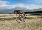 4 jarige ruin (Carrera VDL x Nabab de Reve), Dieren en Toebehoren, Ruin, 165 tot 170 cm, Springpaard, 3 tot 6 jaar