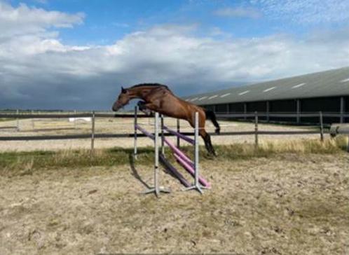 4 jarige ruin (Carrera VDL x Nabab de Reve), Dieren en Toebehoren, Paarden, Ruin, 165 tot 170 cm, 3 tot 6 jaar, Springpaard