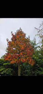 Liquidambar styraciflua - Amberboom maat 40-45, Tuin en Terras, Planten | Bomen, Ophalen of Verzenden, Bloeit niet, Overige soorten