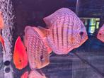 Discus rood turquoise Kweekkoppel - Siner - Koidreams, Dieren en Toebehoren, Vissen | Aquariumvissen, Vis, Zoetwatervis