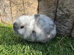 Jonge dwergkonijnen, Dieren en Toebehoren, Konijnen, Meerdere dieren, Dwerg